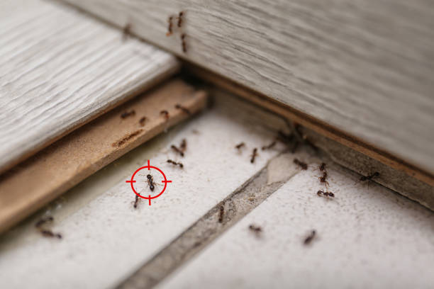 Best Cockroach Control Services  in Home Gardens, CA