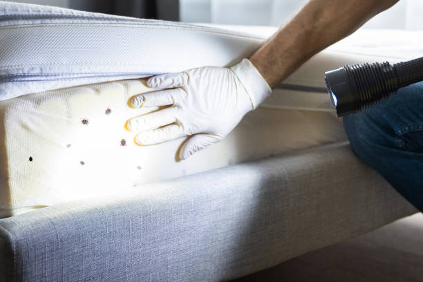 Best Wasp Removal Services  in Home Gardens, CA