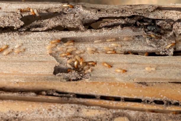 Best Pest Prevention Services  in Home Gardens, CA